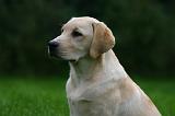 LABRADOR 1285